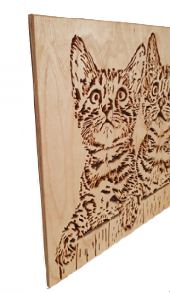 Wandbild Katzenkinder